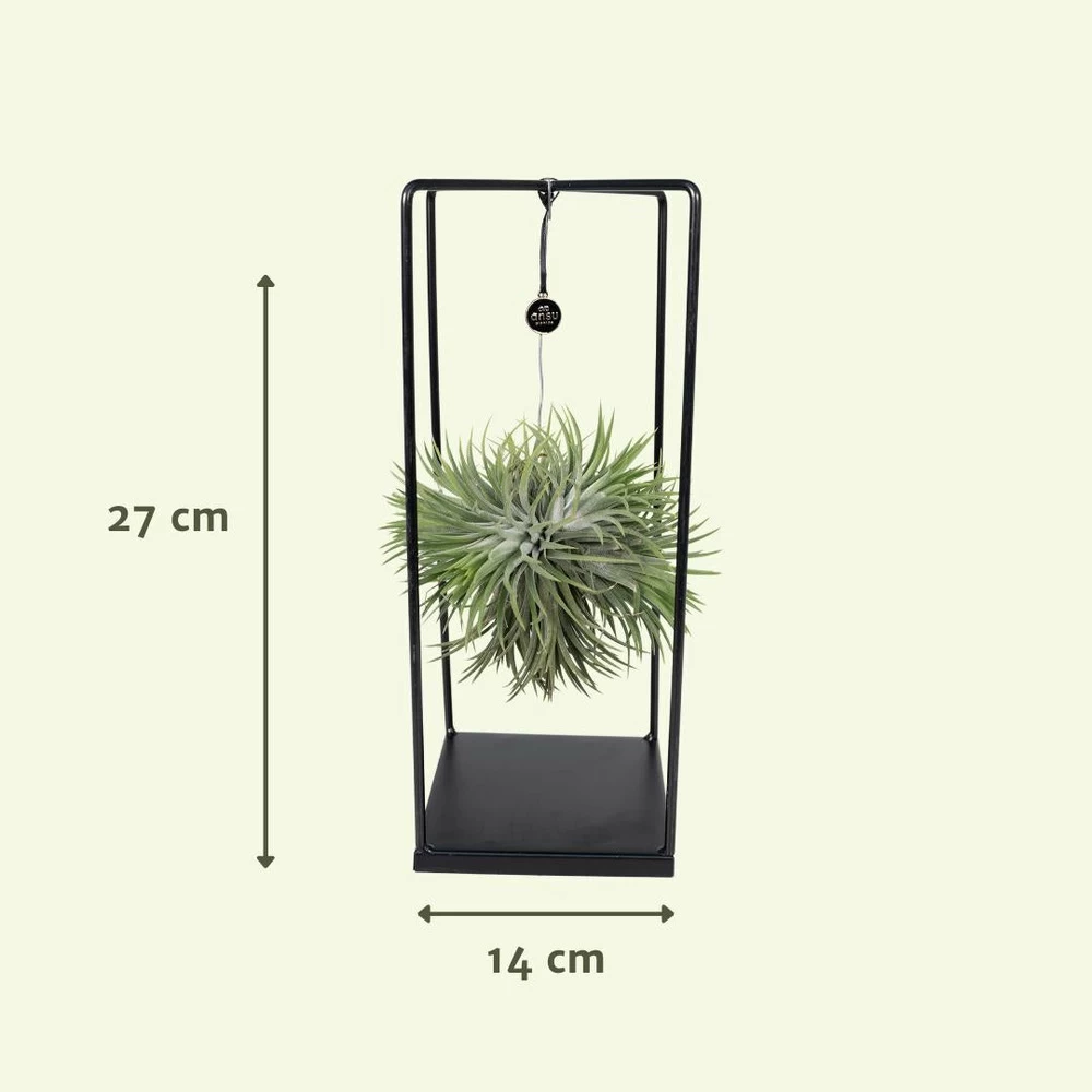 Tillandsia Et Son Support En Cube - H35cm, ø20cm - Plante D'intérieur Tombante – Image 4
