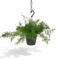 Asparagus Sprengeri Hang - H35cm, ø17cm - Plante D'intérieur Tombante