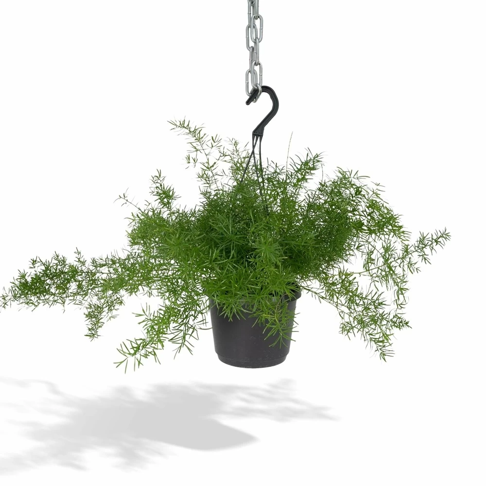 Asparagus Sprengeri Hang - H35cm, ø17cm - Plante D'intérieur Tombante