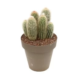 Cactus Columnari H25cm Pot D16cm