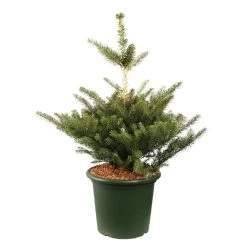 Abies Koreana 'Molli' Pot D6cm