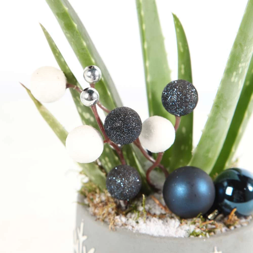 Aloe Vera, Décors Thème Montagne : Pot D.11 Cm - H.35 Cm