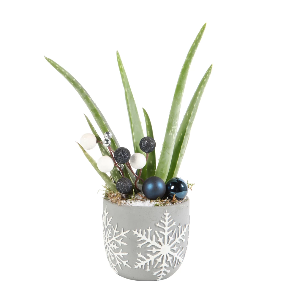 Aloe Vera, Décors Thème Montagne : Pot D.11 Cm - H.35 Cm – Image 2
