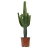 Euphorbe Erythrea H100cm : Pot Ø24 Cm