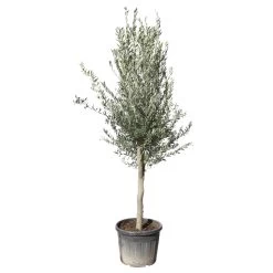 Olivier, Olea Europeae, ' Cipressino ' : Pot 70L