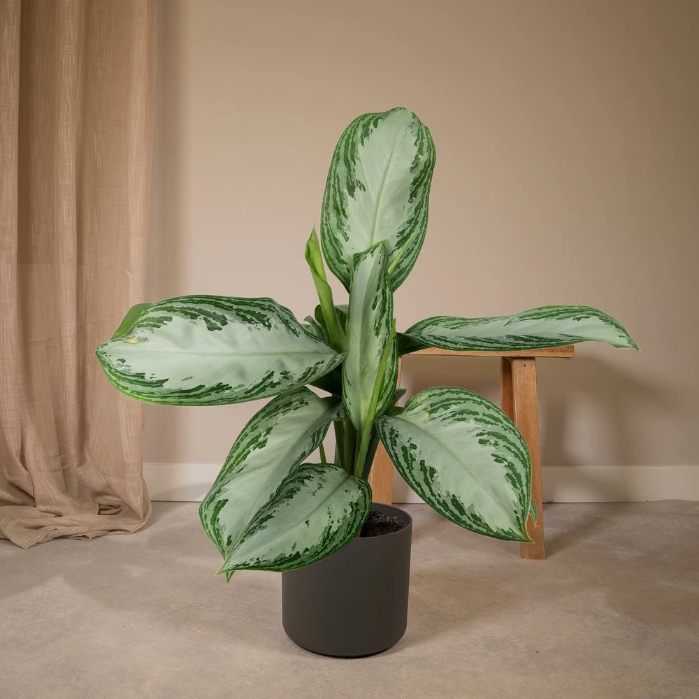 Aglaonema Silver Bay - H55cm, ø17cm - Plante D'intérieur – Image 2