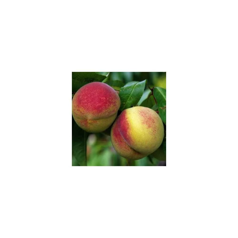 Pêcher Charles Ingouf : Gobelet 3 Ans D'âge Ctr 12 Litres