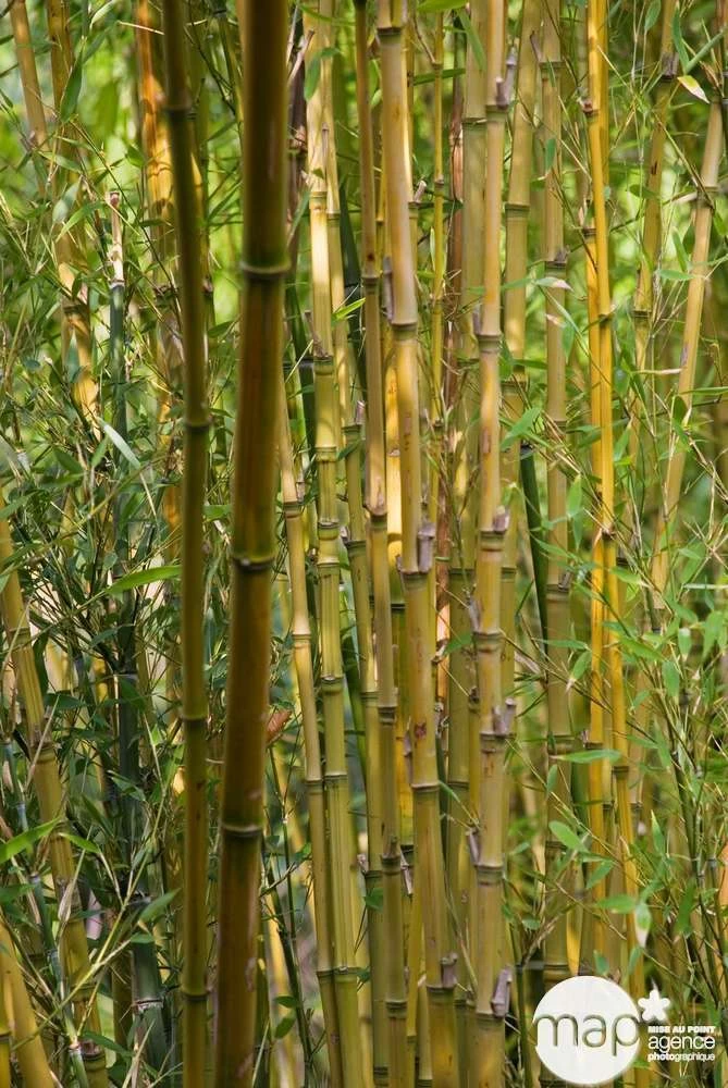 Bambou : Pot De 5 Litres