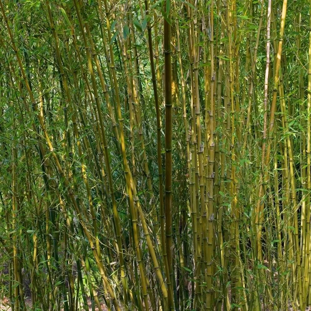 Bambou : Pot De 5 Litres – Image 3