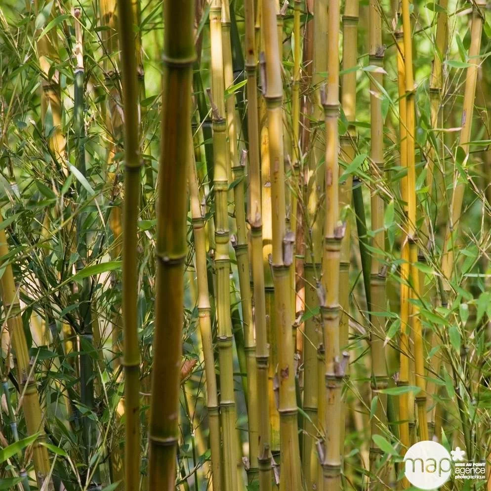 Bambou : Pot De 5 Litres – Image 4