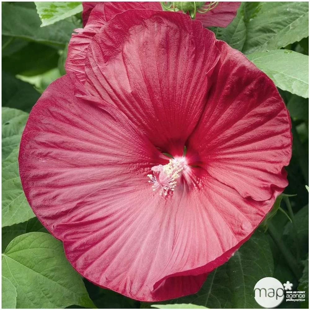 Hibiscus Moscheutos : Conteneur De 5 Litres – Image 4