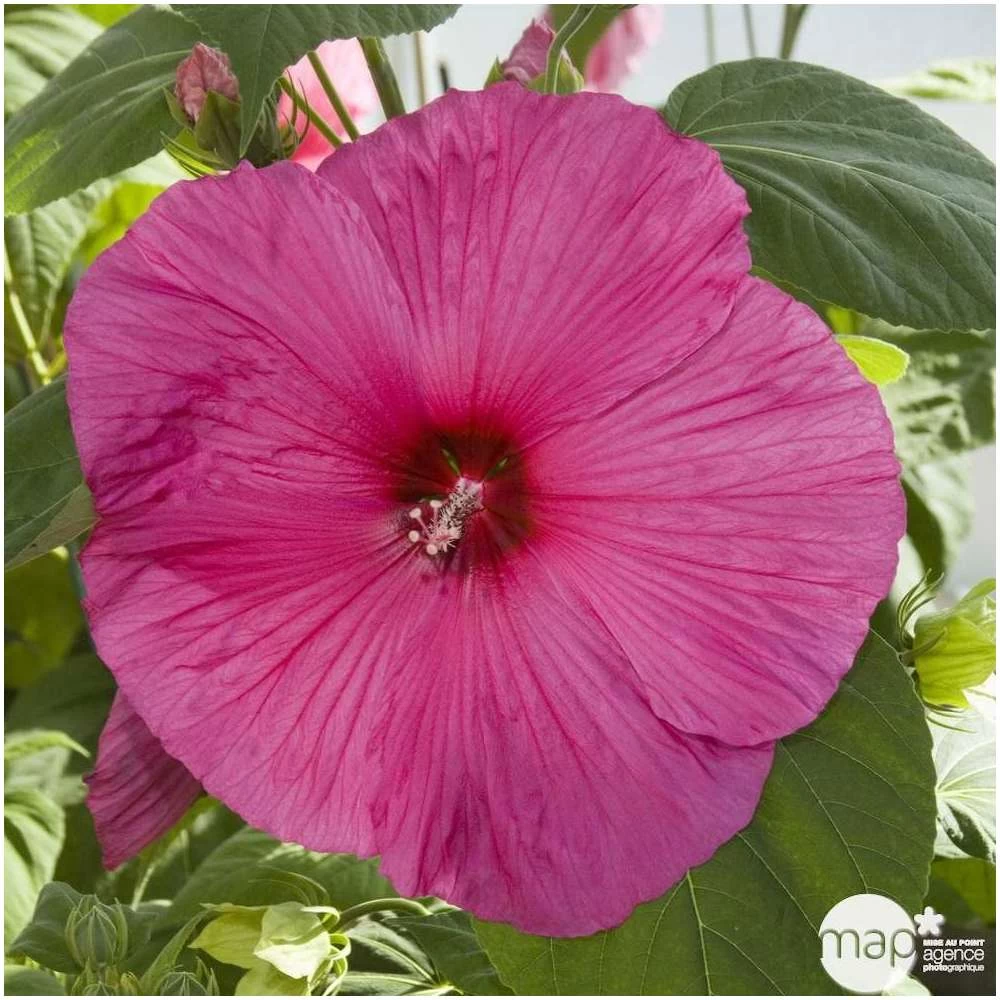 Hibiscus Moscheutos : Conteneur De 5 Litres – Image 5