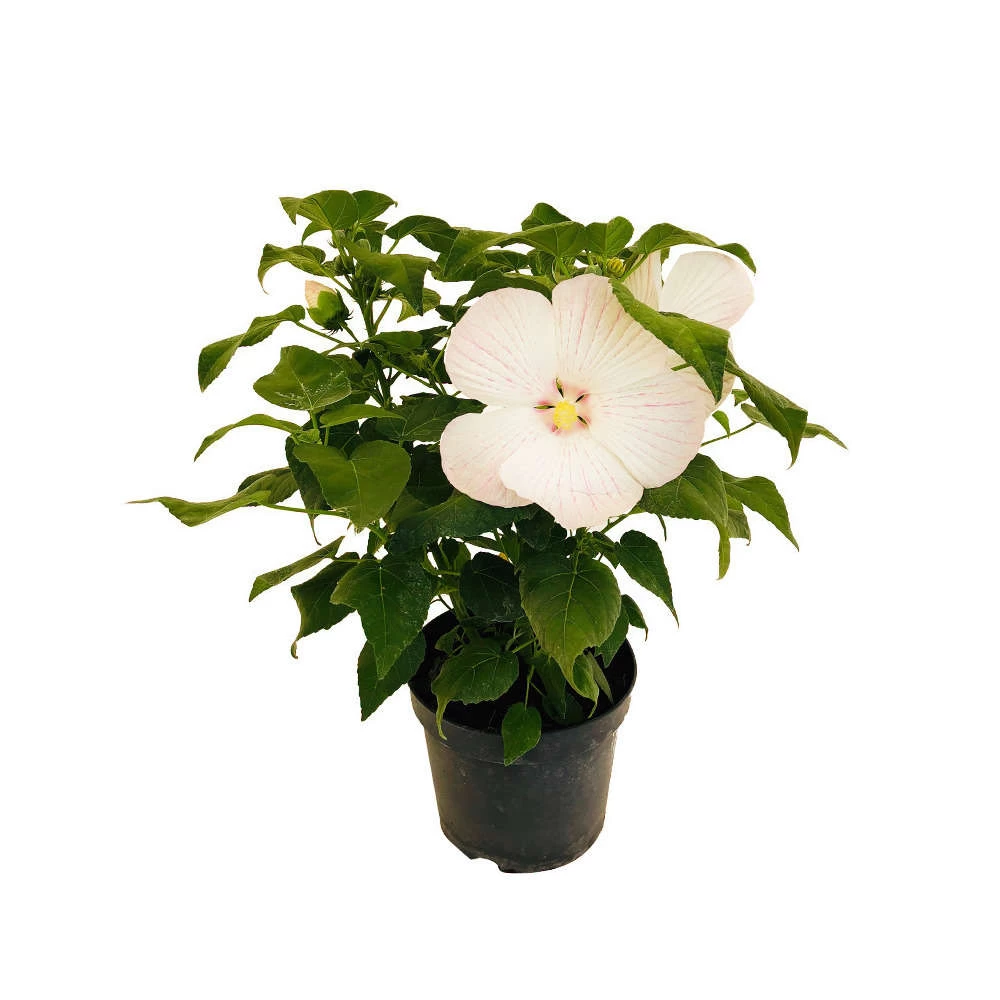 Hibiscus Moscheutos : Conteneur De 5 Litres – Image 2