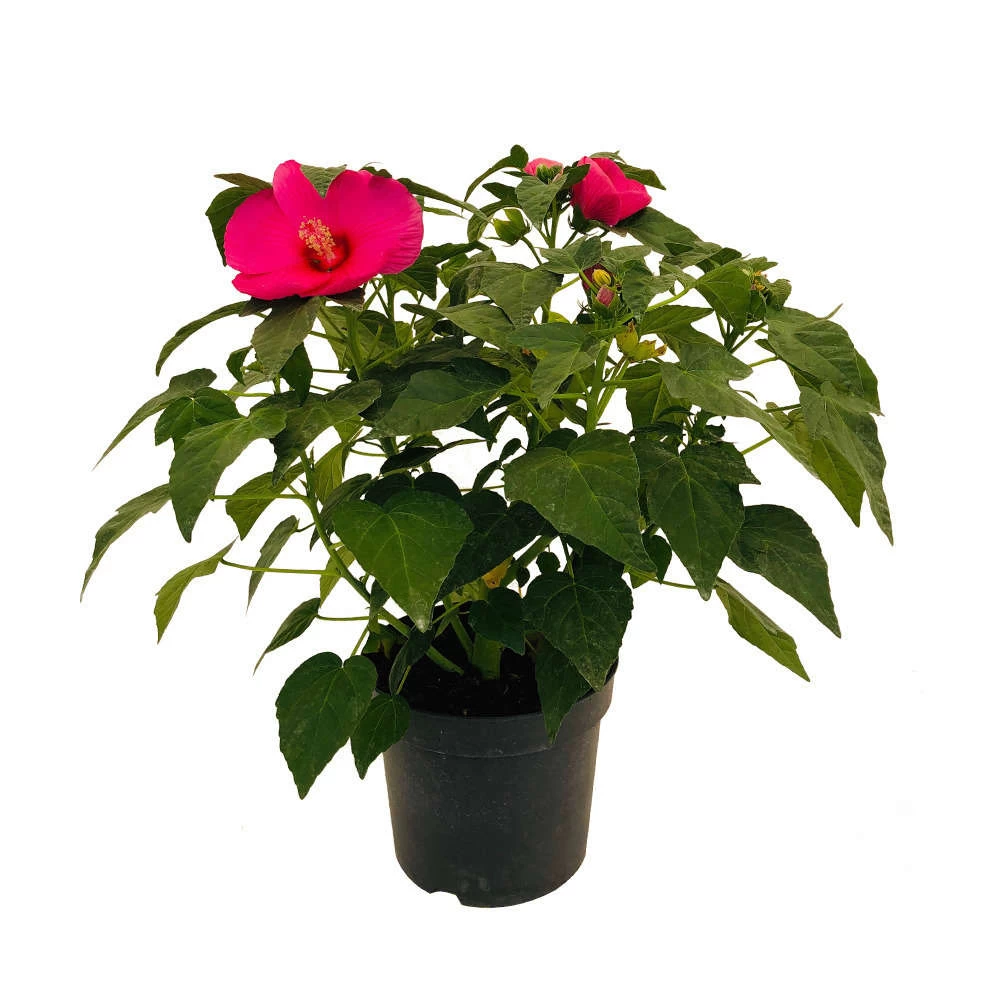 Hibiscus Moscheutos : Conteneur De 5 Litres – Image 3