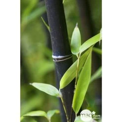 Bambou Moyen Phyllostachys Nigra: Pot De 70 Litres