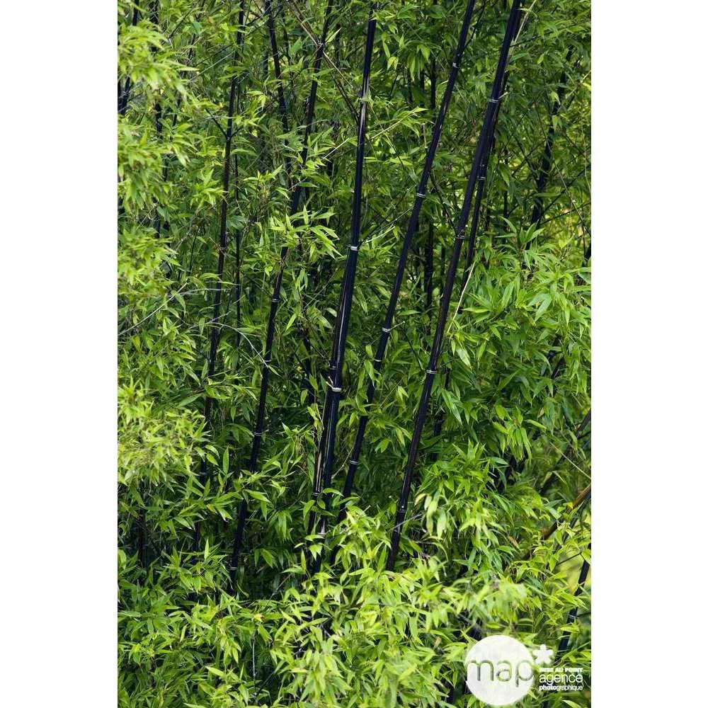 Bambou Moyen Phyllostachys Nigra: Pot De 70 Litres – Image 3