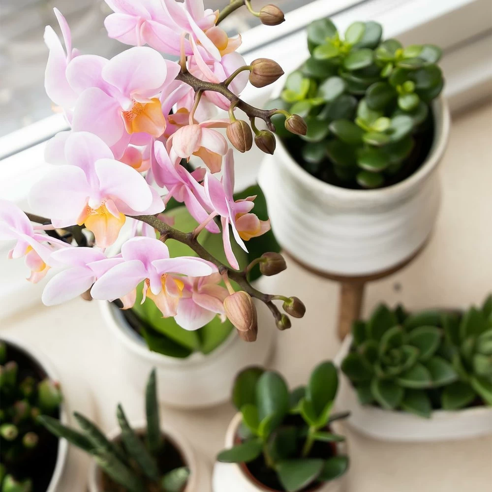 Crassula - H18cm, ø9cm - Plante D'intérieur – Image 2