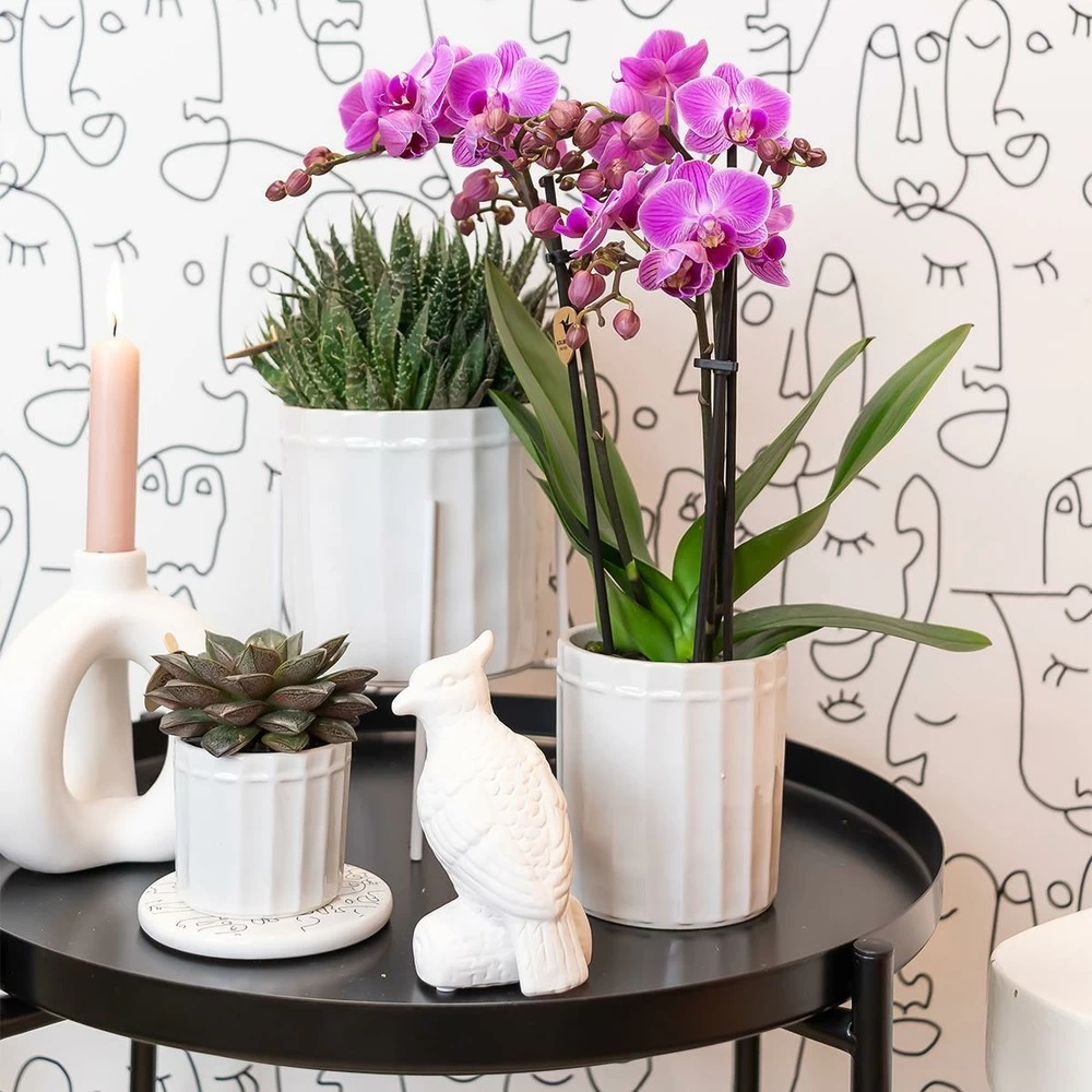 Haworthia - H11cm, ø6cm - Plante D'intérieur – Image 3