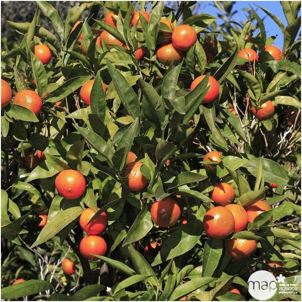 Mandarinier : Pot 45L – Image 2