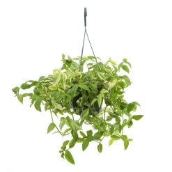Tradescantia : Suspension Diamètre 18 Cm - Variétés Variables