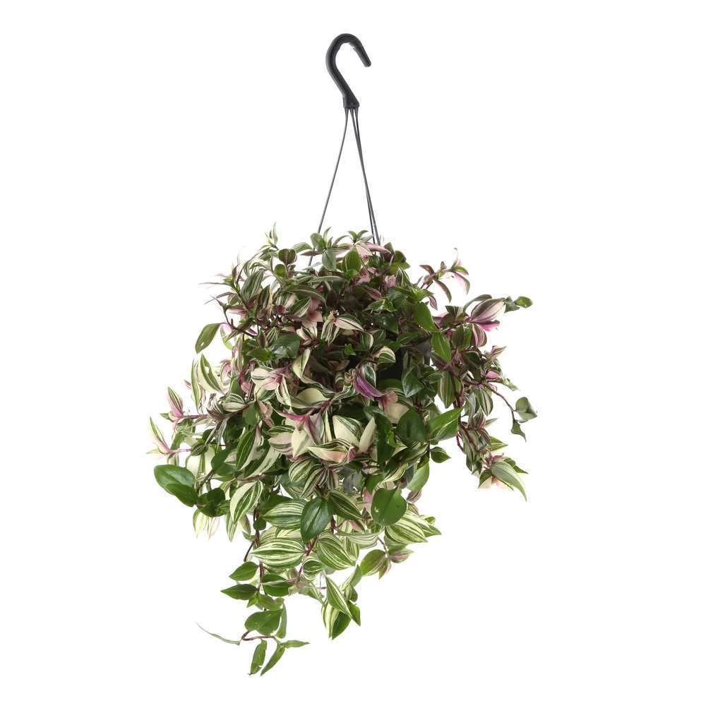 Tradescantia : Suspension Diamètre 18 Cm - Variétés Variables – Image 2