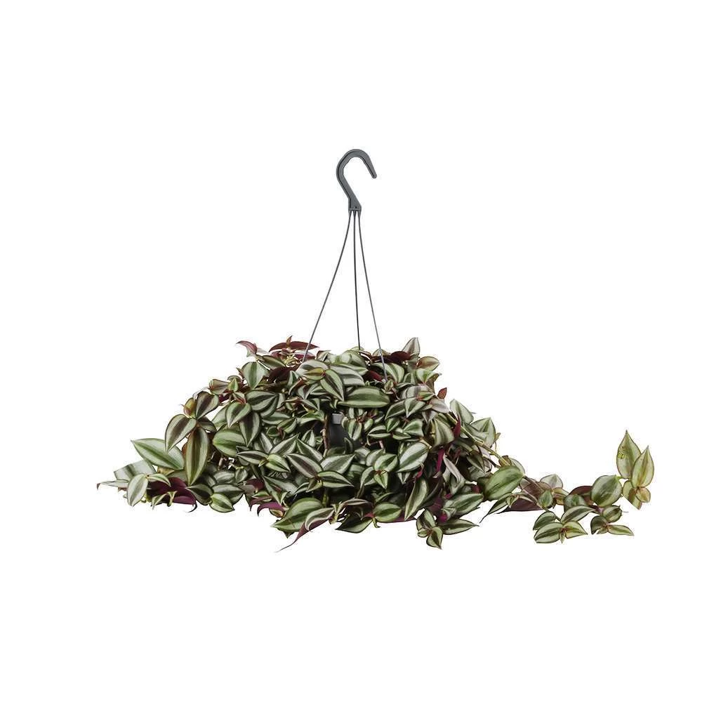 Tradescantia : Suspension Diamètre 18 Cm - Variétés Variables – Image 3
