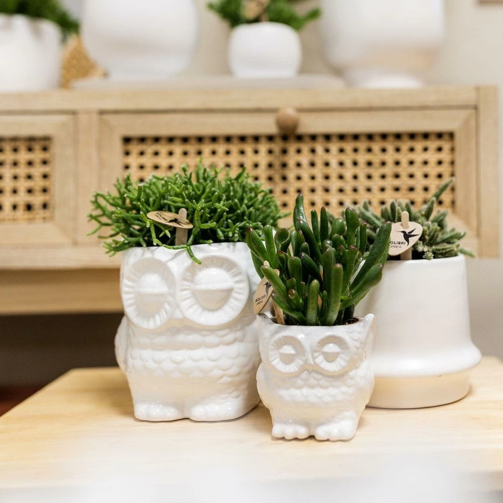 Haworthia Limifolia Et Son Cache-pot Blanc - H16cm, ø9cm - Plante D'intérieur – Image 5