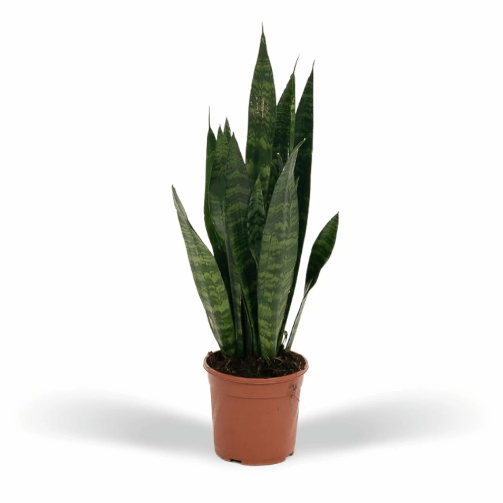 Sansevieria Zeylanica - H55cm, ø14cm - Plante D'intérieur Sans Entretien