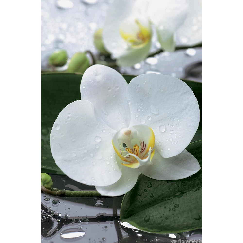 Orchidée Phalaeonopsis 2 Tiges - Pot D.12 Cm – Image 2