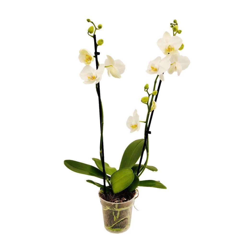 Orchidée Phalaeonopsis 2 Tiges - Pot D.12 Cm – Image 4