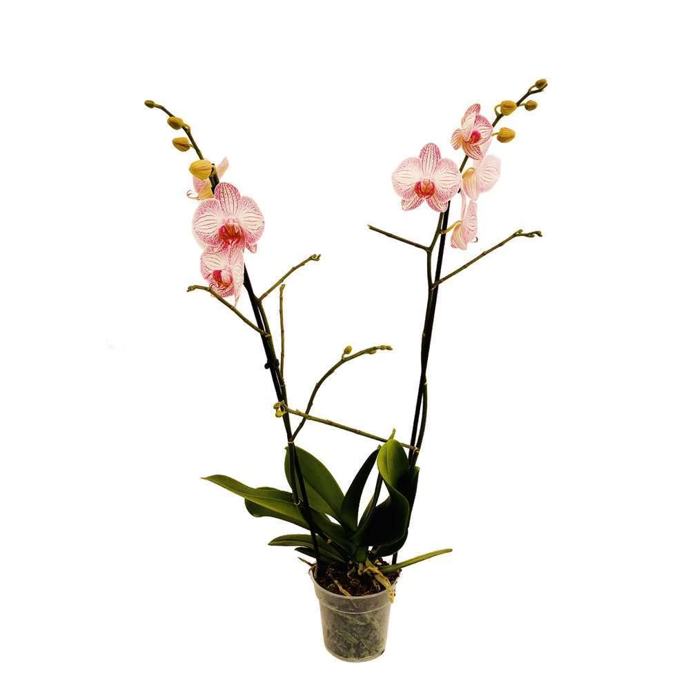 Orchidée Phalaeonopsis 2 Tiges - Pot D.12 Cm – Image 7