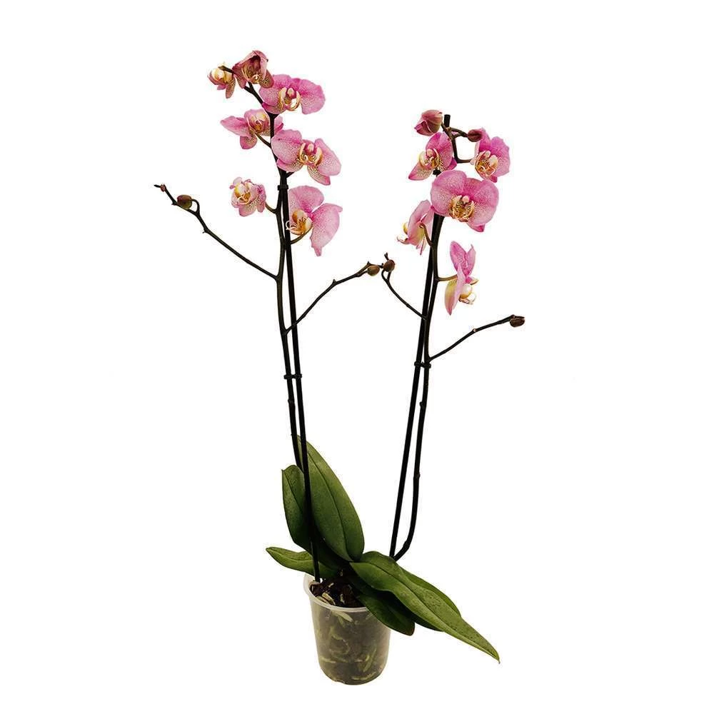 Orchidée Phalaeonopsis 2 Tiges - Pot D.12 Cm – Image 3