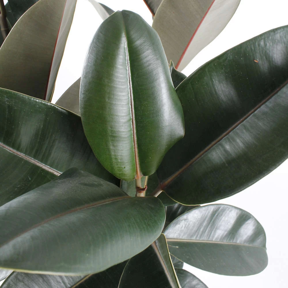 Caoutchouc : 3 Pieds Pot – Image 3