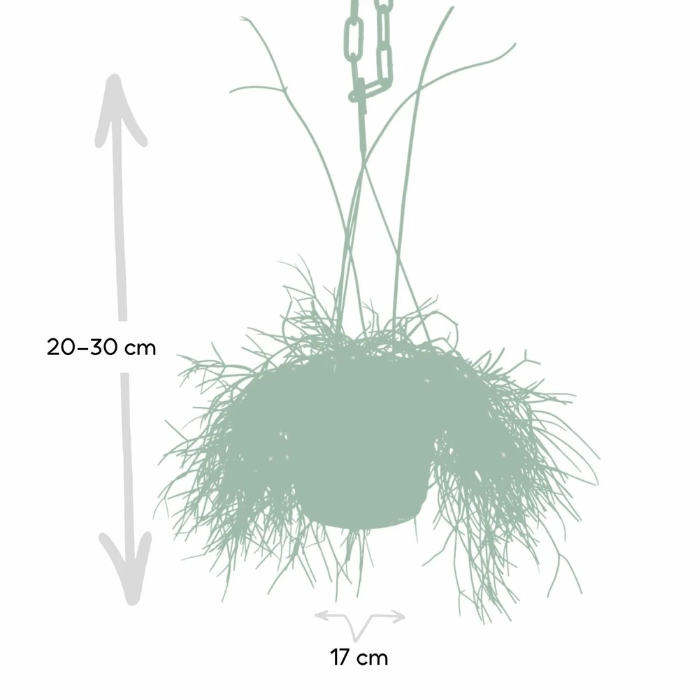 Rhipsalis Baccifera - H30cm, ø12cm - Plante D'intérieur Tombante – Image 3