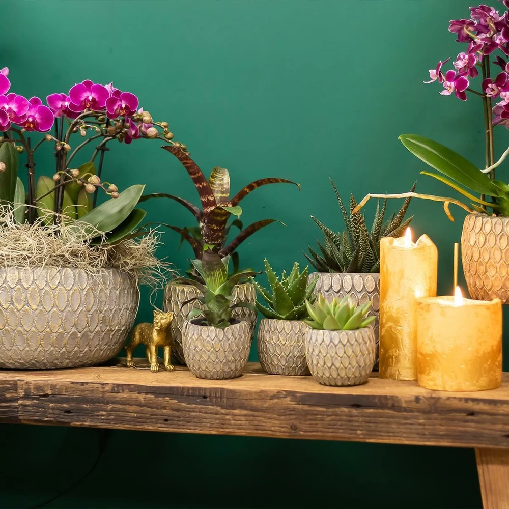 Haworthia - H11cm, ø6cm - Plante D'intérieur – Image 2