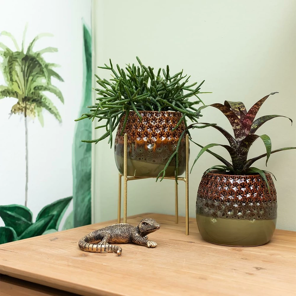 Rhipsalis Baccifera - H10cm, ø6cm - Plante D'intérieur – Image 2