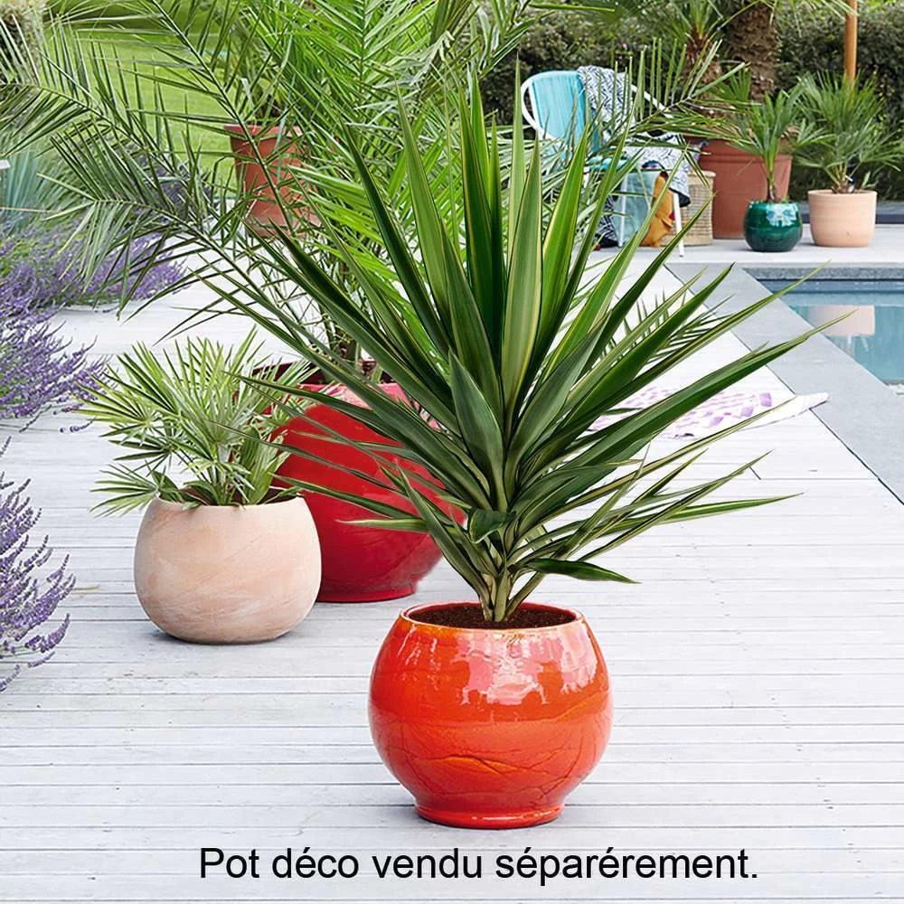 Yucca Jewel : H 80/105 Cm Pot Décoratif 25 Cm – Image 2