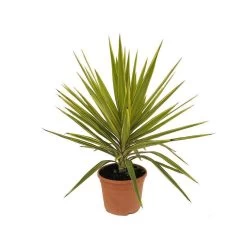 Yucca Jewel : H 80/105 Cm Pot Décoratif 25 Cm