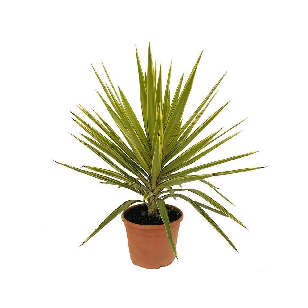 Yucca Jewel : H 80/105 Cm Pot Décoratif 25 Cm