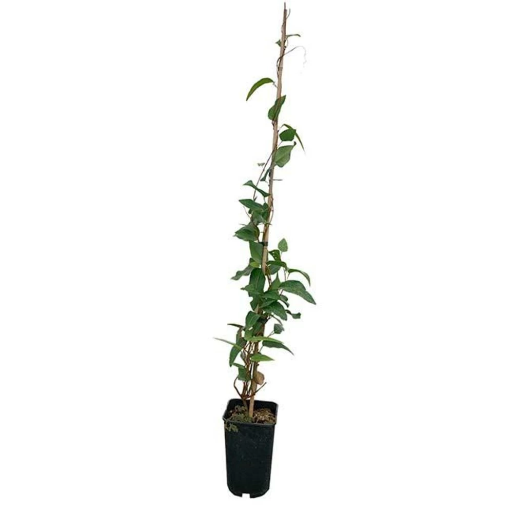 Hardenbergia Violacea - Hardenbergia Violacea 3l – Image 4