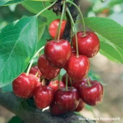 Cerisier Belle De Chatenay : ½ Tige, 4-5 Ans, H 170-180 Cm