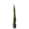 Cupressus Sempervirens Totem : Hauteur 150/175 Cm, Pot 18 L