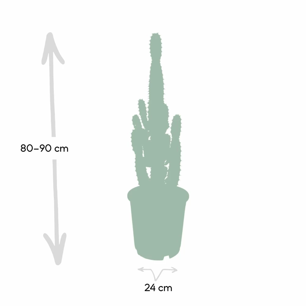 Euphorbia Acrurensis - H80cm, ø24cm - Grande Plante D'intérieur – Image 4