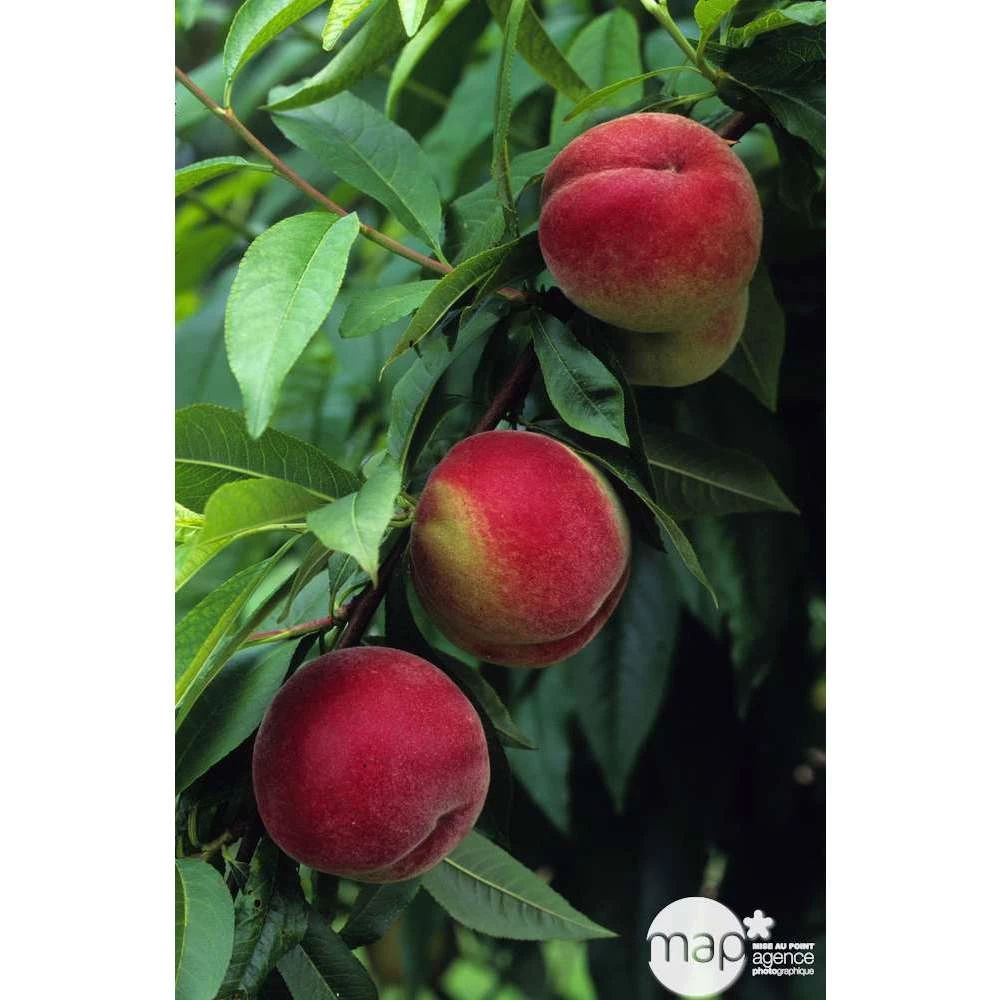 Pêcher à Chair Blanche Amsden : Demi Tige Ctr 15 Litres – Image 3