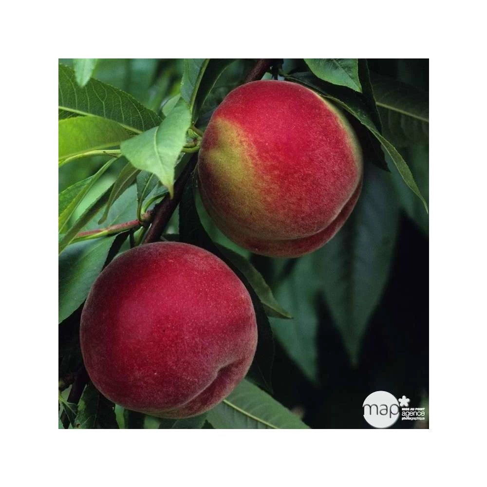 Pêcher à Chair Blanche Amsden : Demi Tige Ctr 15 Litres – Image 2