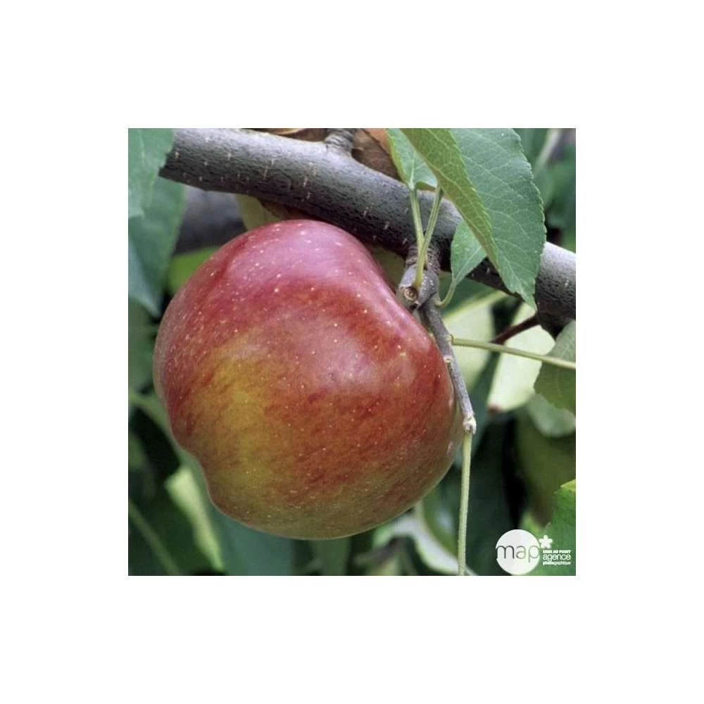 Pommier Melrose : Gobelet 3 Ans D'âge Ctr 12 Litres – Image 3