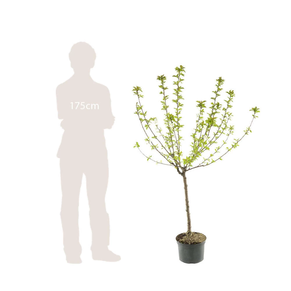 Pommier Melrose : Gobelet 3 Ans D'âge Ctr 12 Litres – Image 4