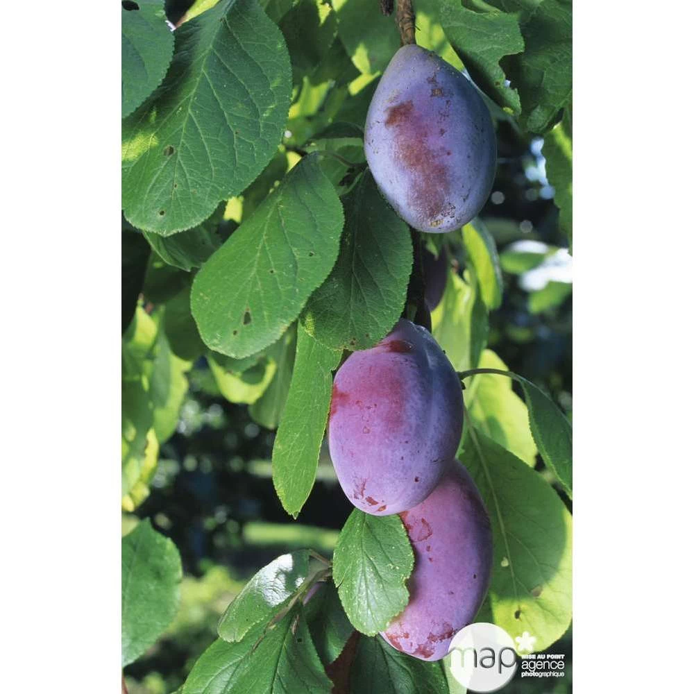 Prunier Quetsche D'Alsace : Gobelet 3 Ans D'âge Ctr 12 Litres – Image 4