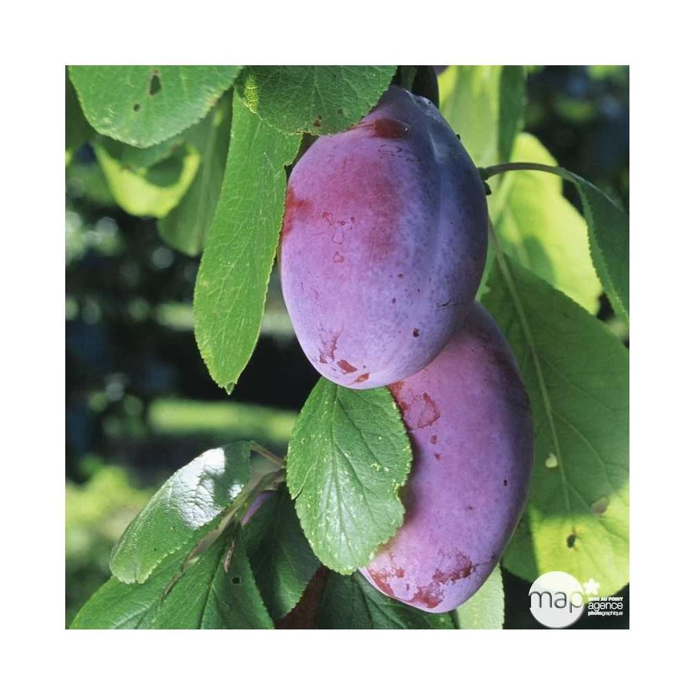 Prunier Quetsche D'Alsace : Gobelet 3 Ans D'âge Ctr 12 Litres – Image 5