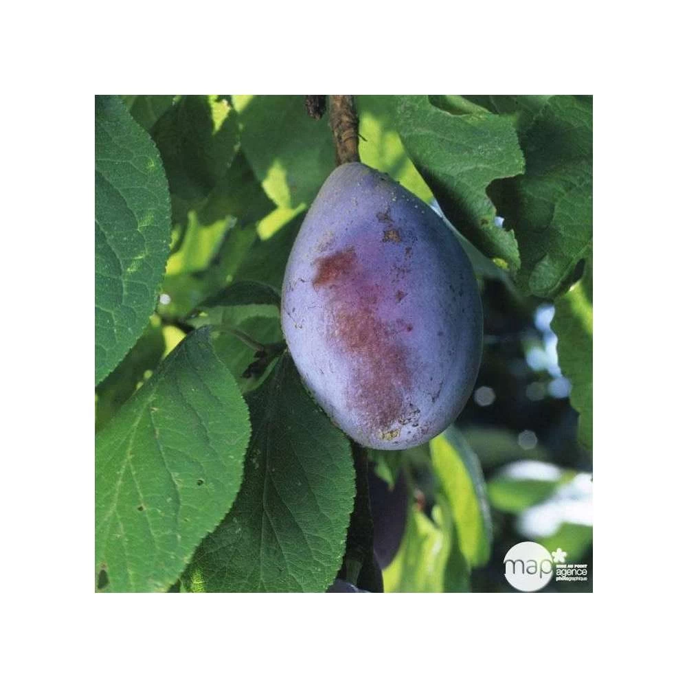 Prunier Quetsche D'Alsace : Gobelet 3 Ans D'âge Ctr 12 Litres – Image 3